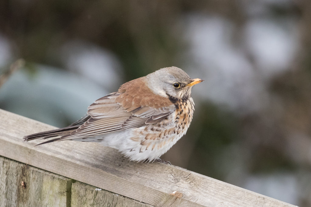 Fat sparrow on fence for gardenbirds photo competition