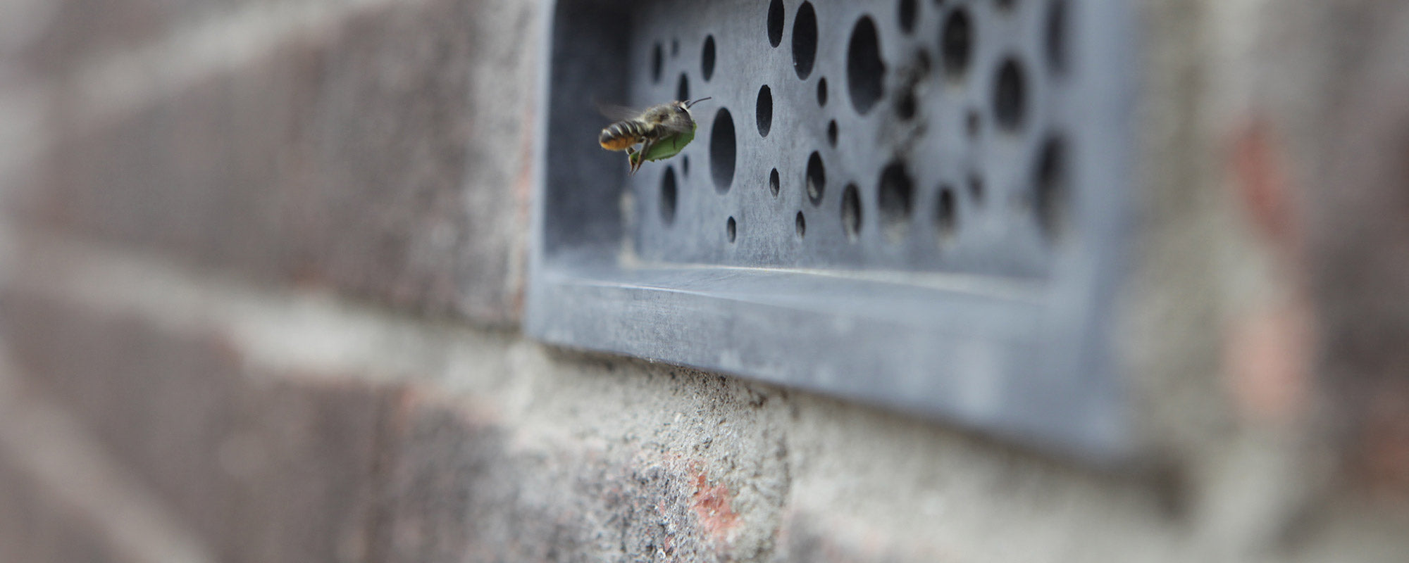 Bee Brick bee house in a brick wall integrated with leafcutter solitary bees in flight