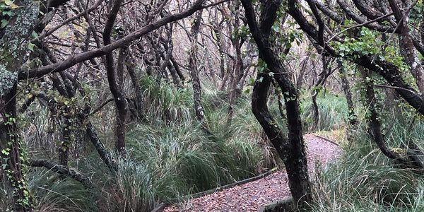 Nansmellyn nature reserve a walkway through the dense trees in this natural spot outside Perranporth