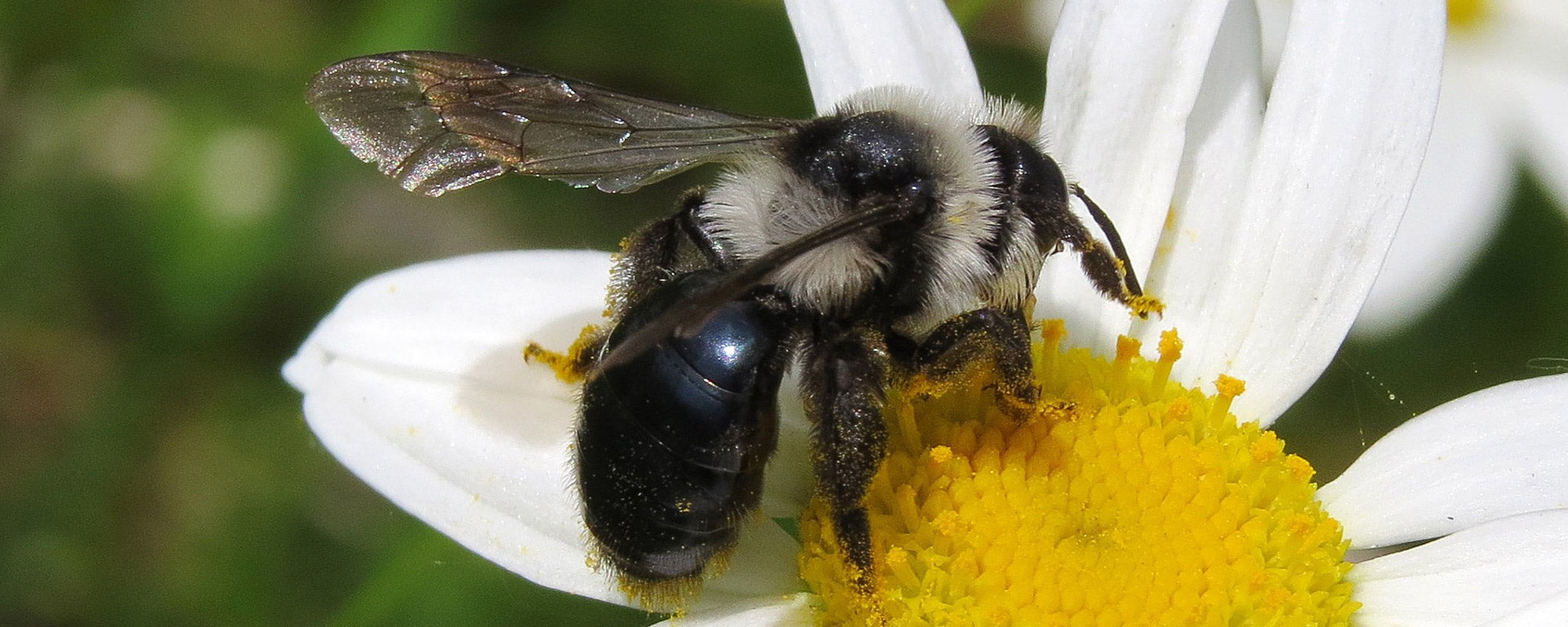 bee on flower