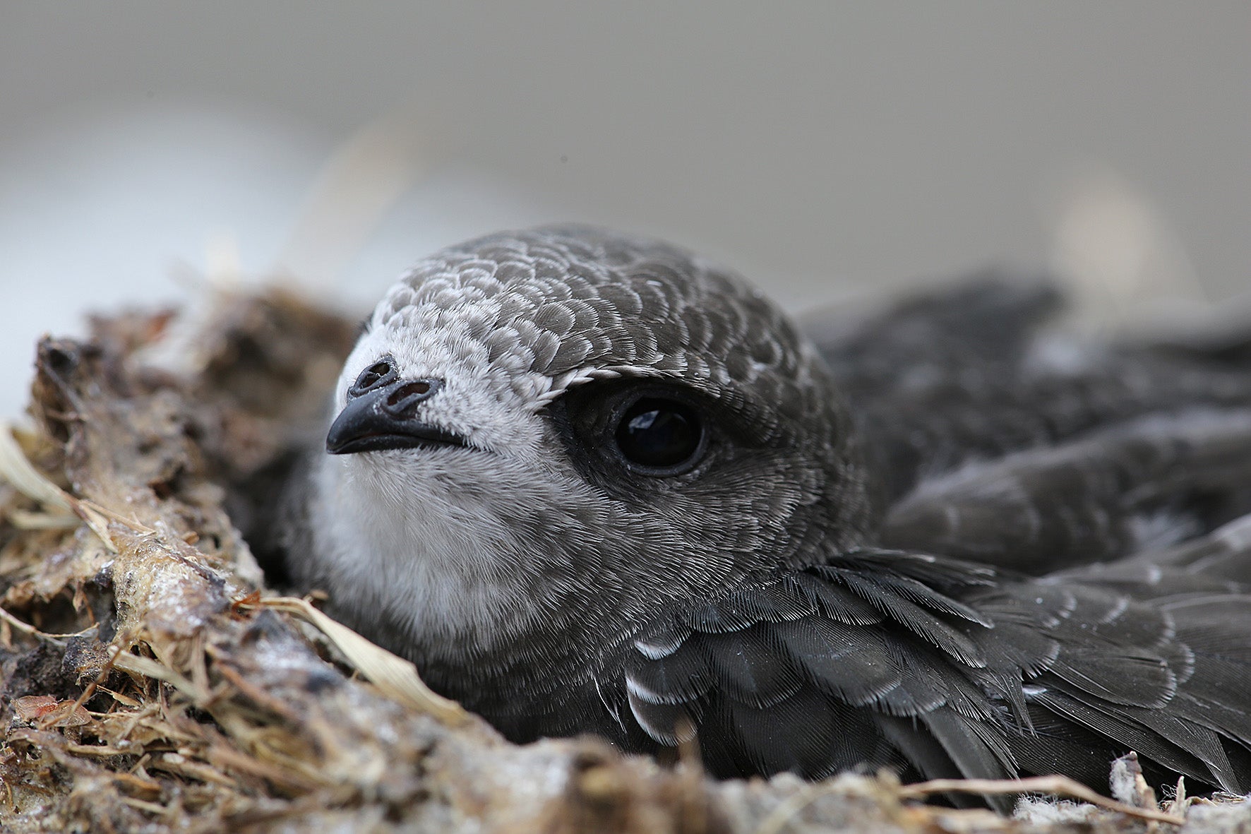 Swift in nest