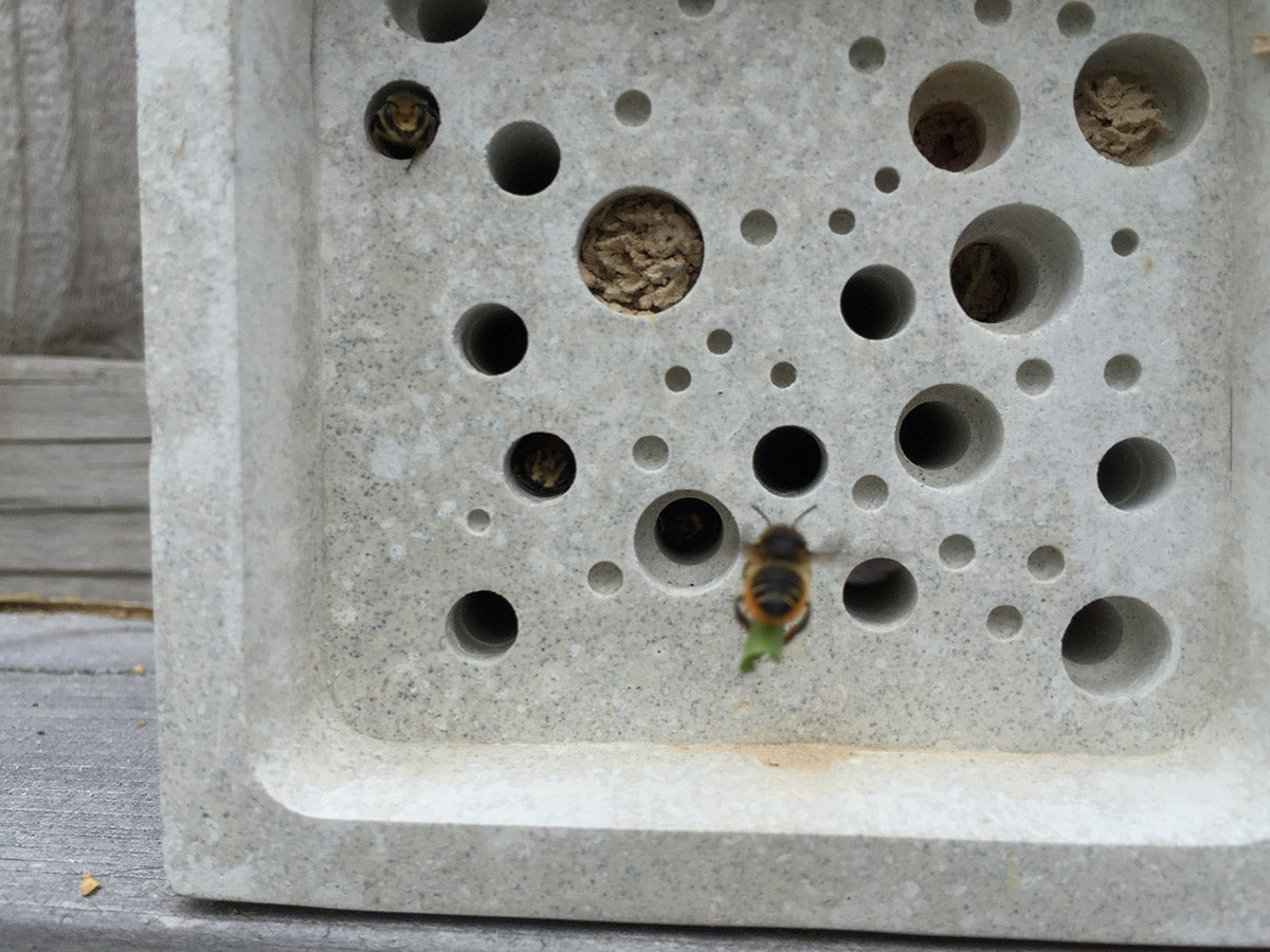 leafcutter solitary bee and bee block bee house with full cavities