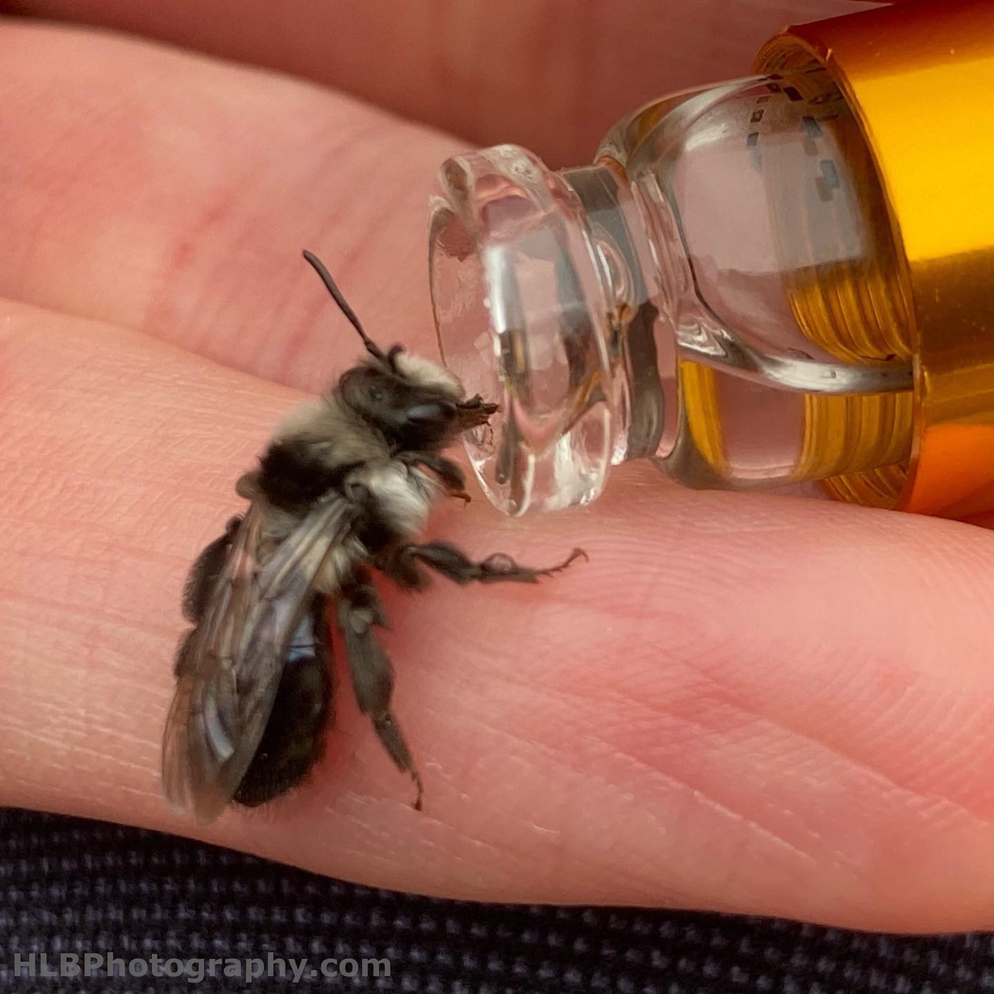 Ashy mining bee being revived by beevive