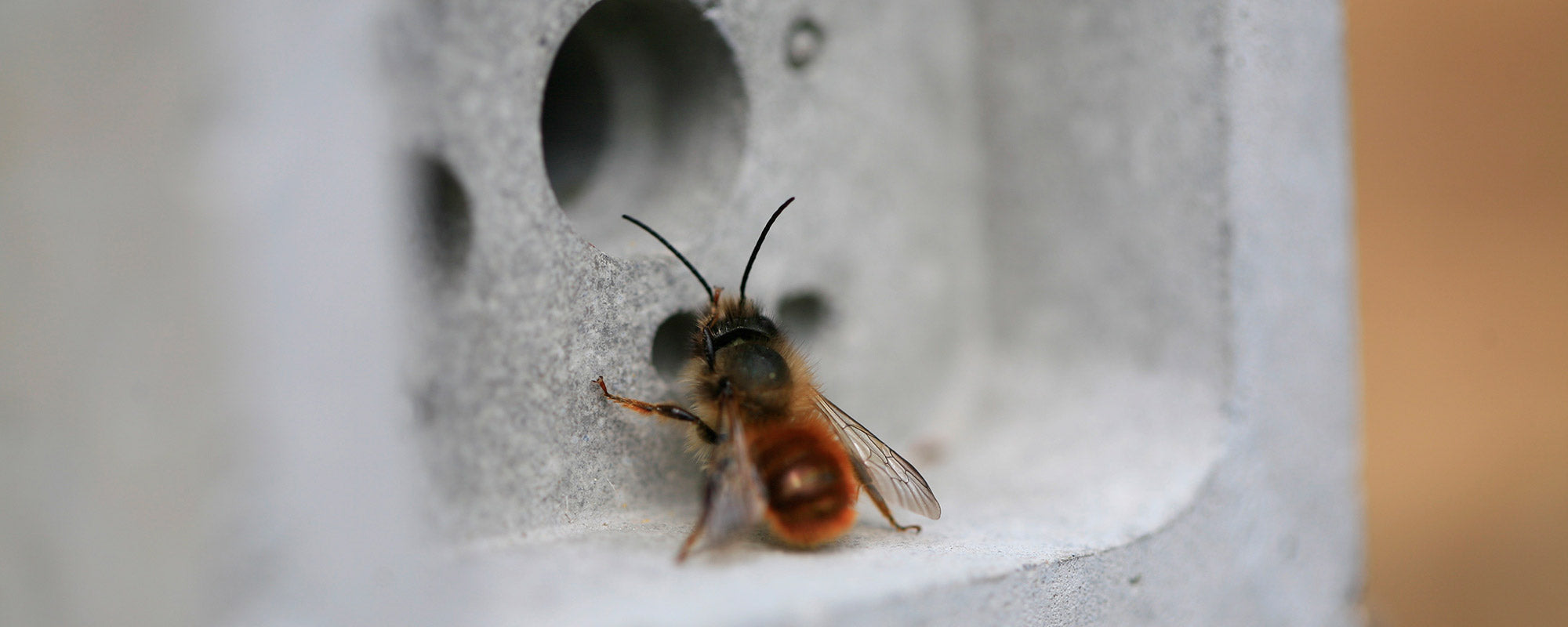 Solitary bee on a bee brick