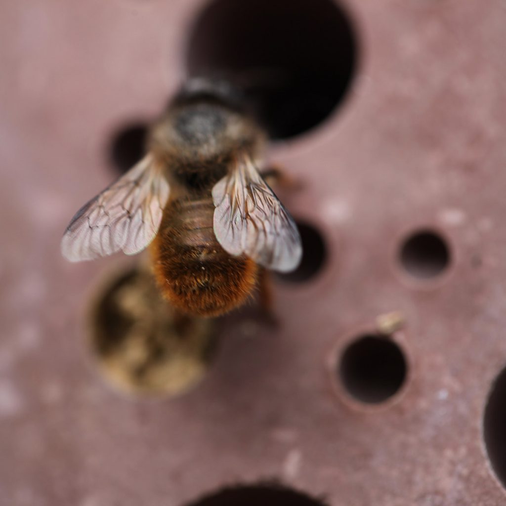 solitary bee nesting on seconds bee brick