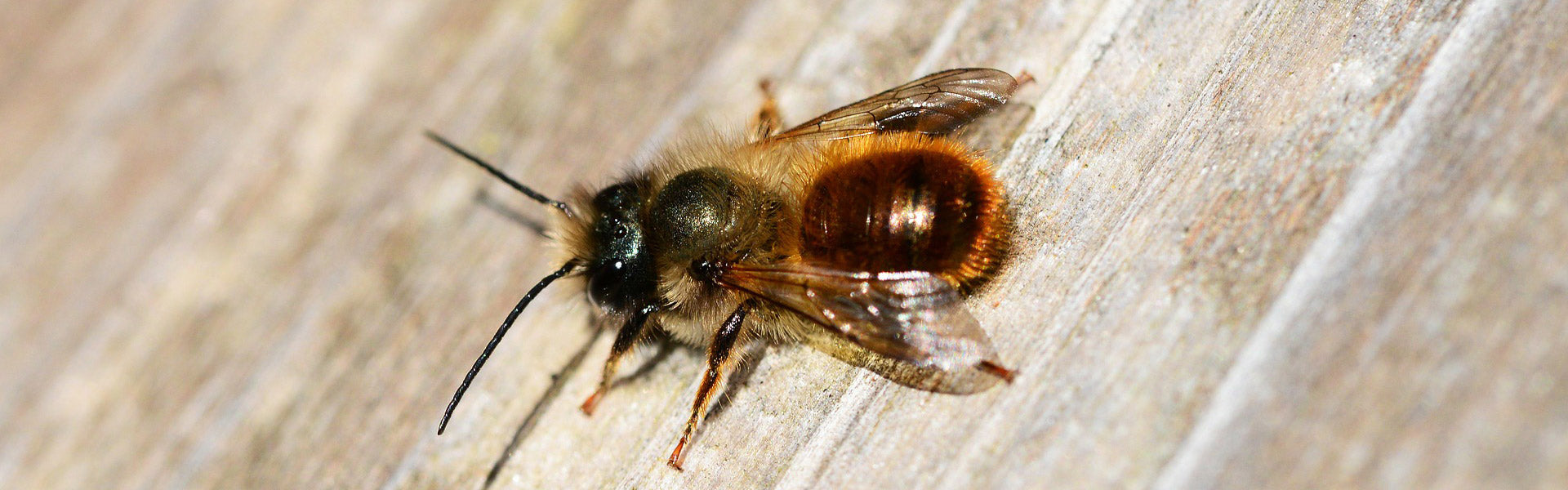 I. Introduction to Solitary Bees