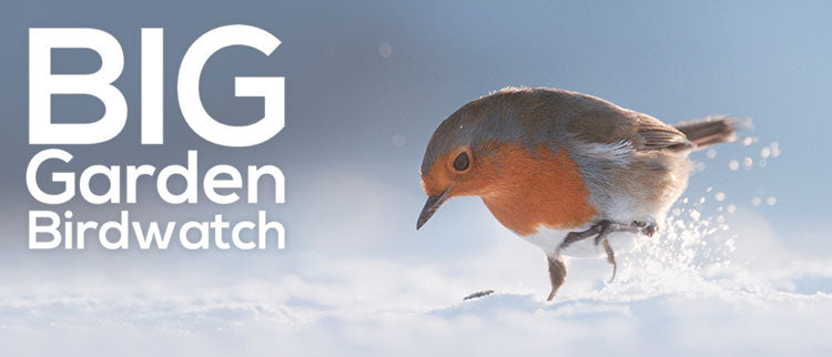 robin in the snow with text to say the Big Garden Birdwatch
