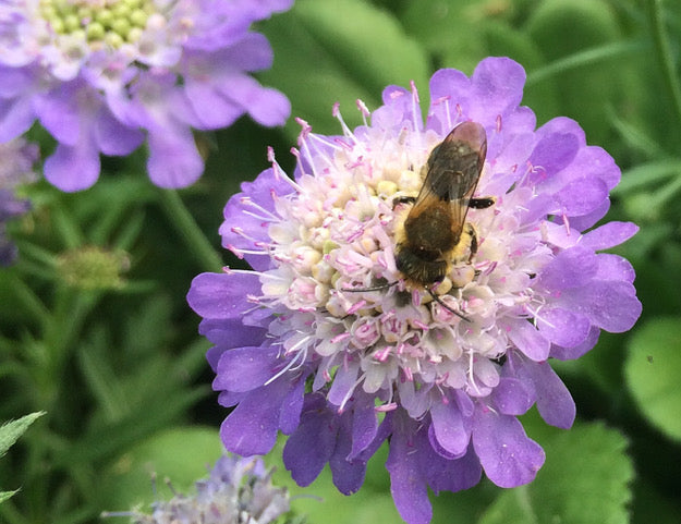 Bee friendly planting from Rosybee research purple flowers with bee