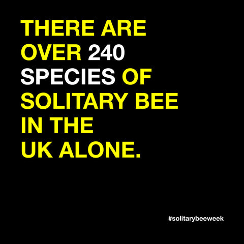 over 240 species of solitary bees graphic black background