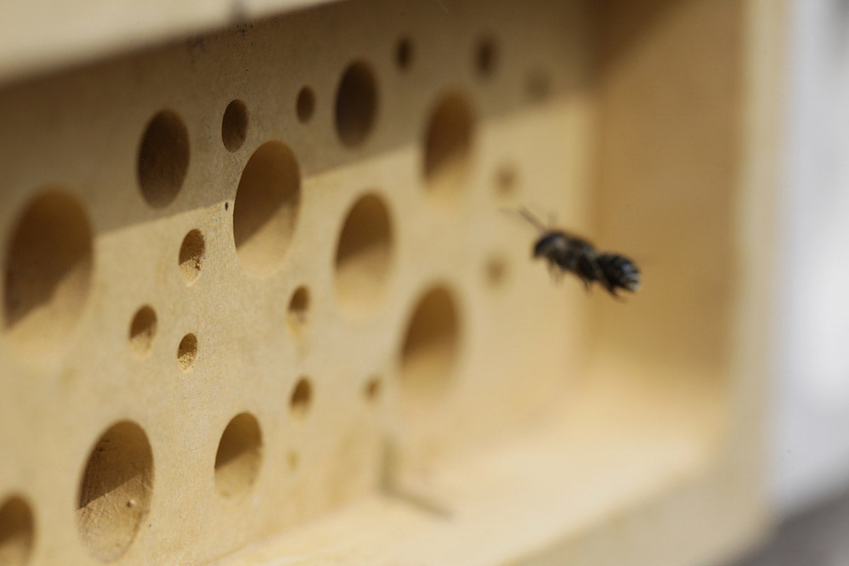 Red mason solitary bee approaching bee brick