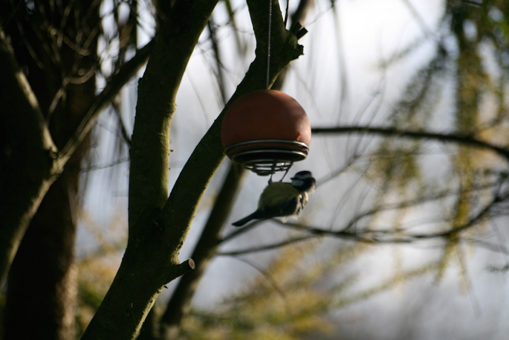 terracotta belle birdfeeder by green&BLue