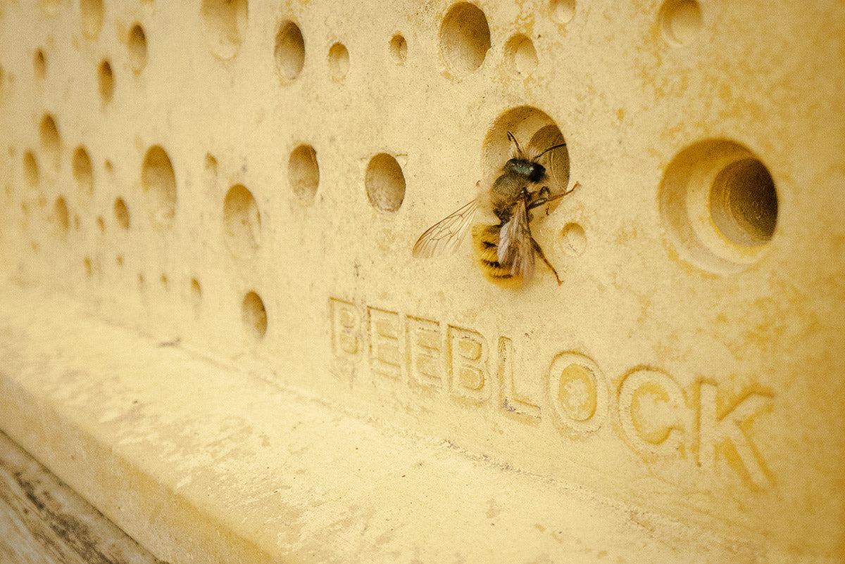 World Bee Day bees Block with solitary bee