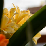 Clivia blooming in the greenhouse