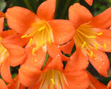 Clivia miniata orange