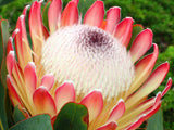 Protea care tips