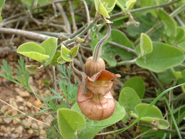 Tình yêu cây cỏ ĐV2 Aristolochia-calif3_2000x