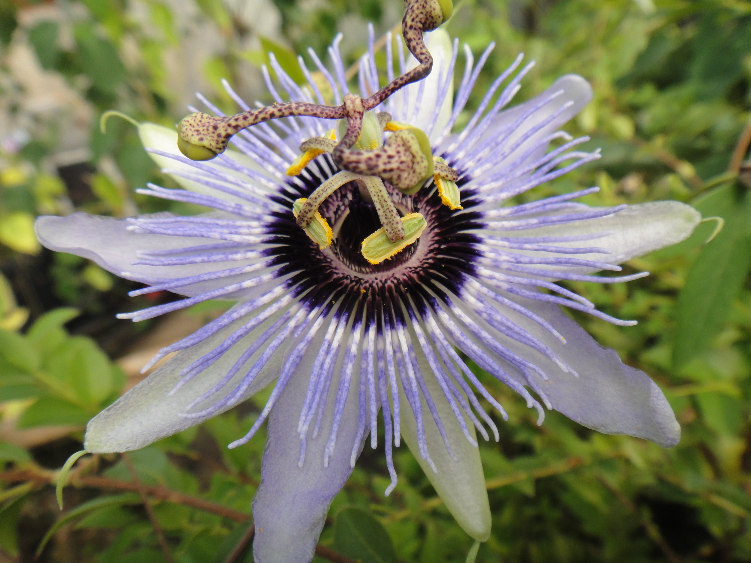 Blue Bouquet Passion Flower Vine Plant Passiflora Hybrid Lavender Blue Bloom Vines Climbing Plants Yard Garden Outdoor Living Items