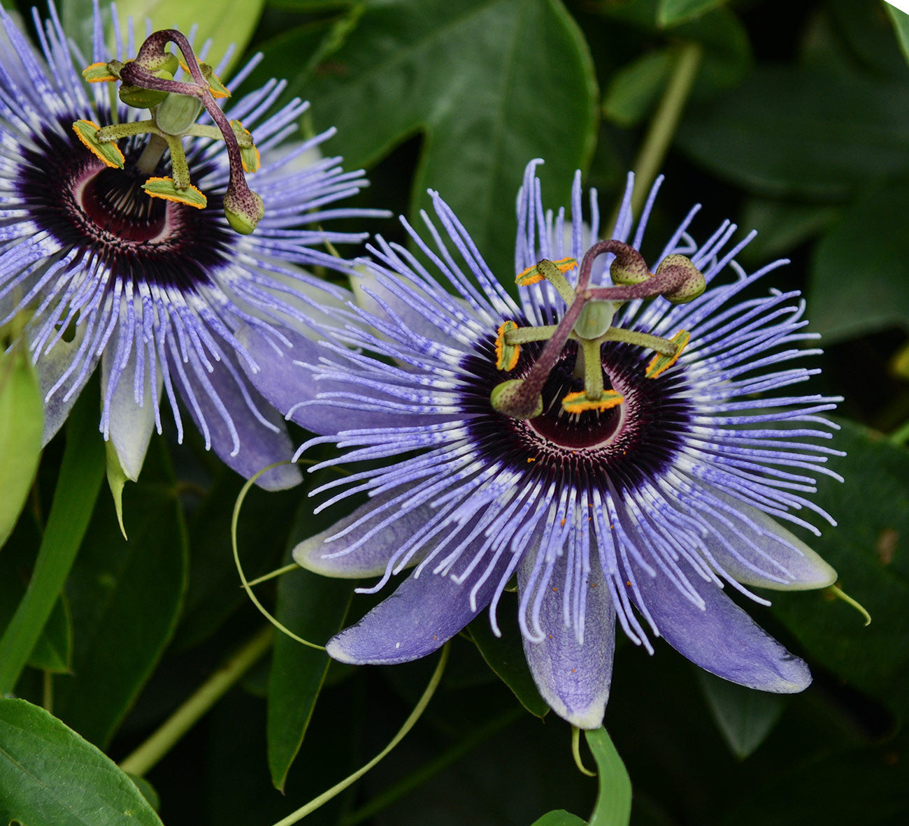 Passiflora Blue Bouquet 4 Pot Grassy Knoll Plants