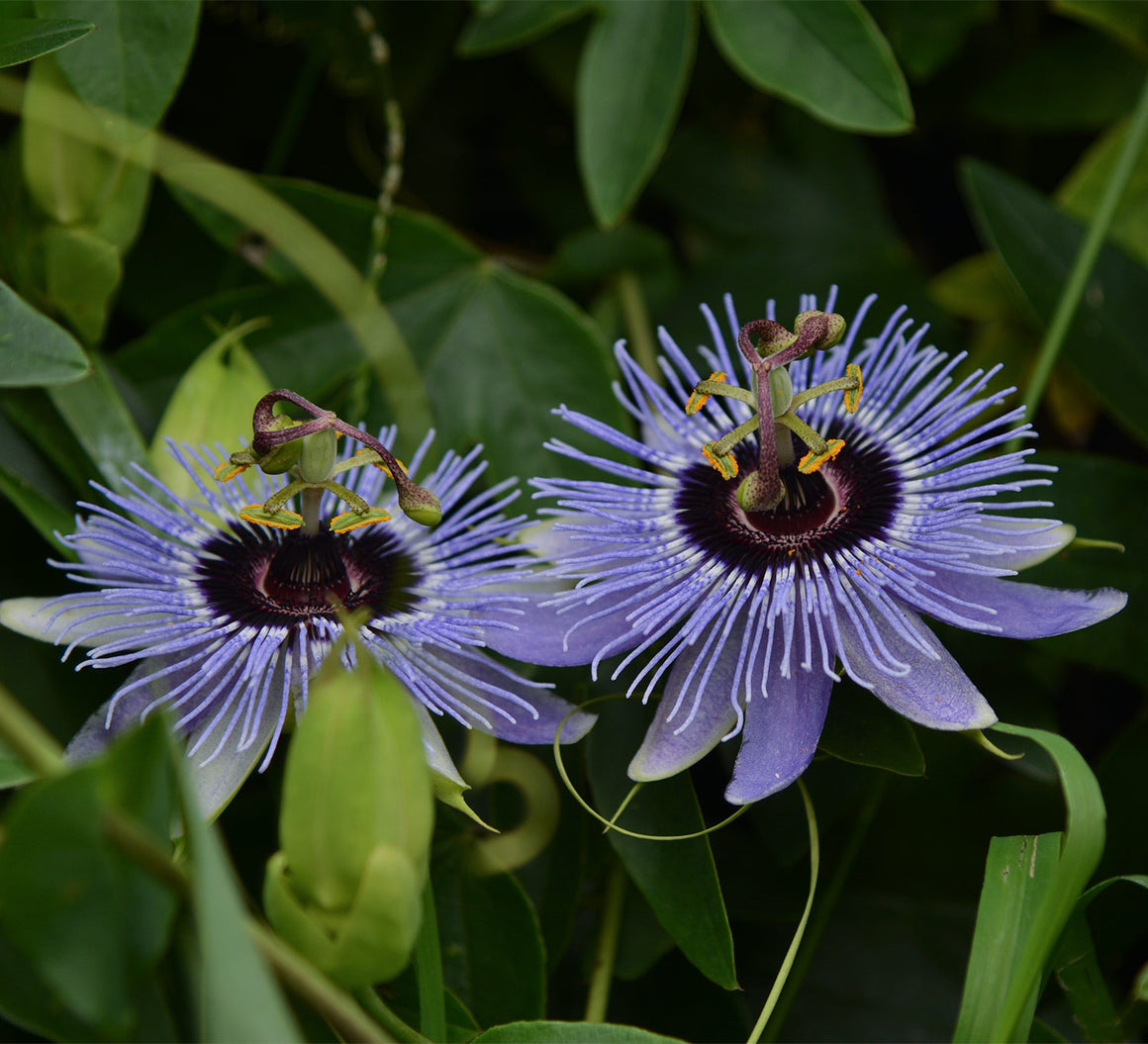 Passiflora Blue Bouquet 4 Pot Grassy Knoll Plants