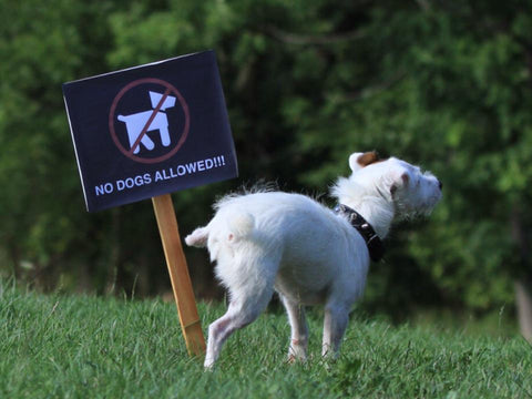 Pas piški na znak na kojem piše "Zabranjeno za pse"