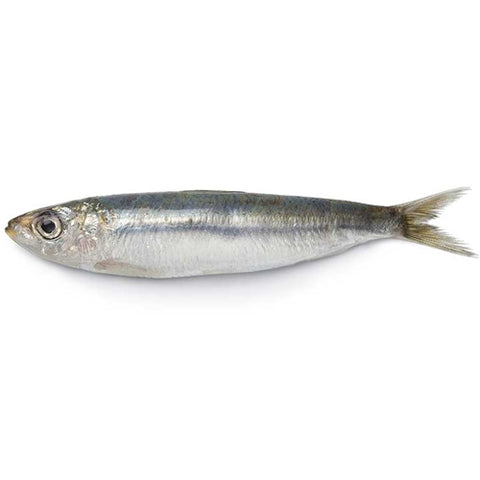 Sardina