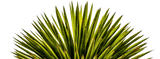 yucca