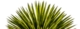 Yucca-Schidigera