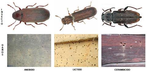 Qué sucede cuando la carcoma de la madera infecta una casa