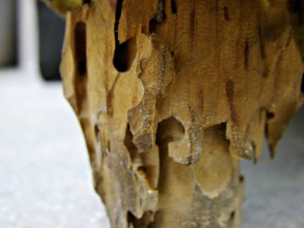 Carcoma de la madera y su norma de tratamiento - Traconsa