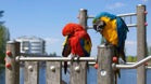 Parrots perching in city 