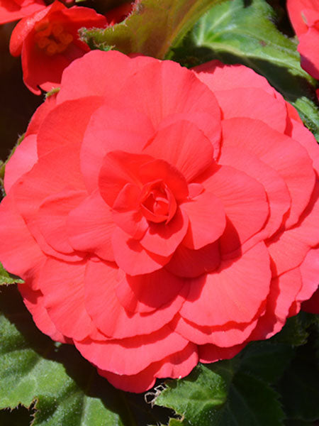 Begonia - Nonstop® Deep Rose - Calgary Plants