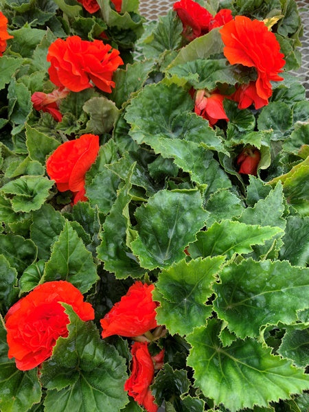 Begonia - Nonstop® Orange - Calgary Plants