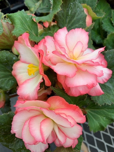 Begonia - Nonstop® Rose Picotee - Calgary Plants