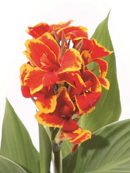 Cannova® Bronze Scarlet Canna Lily, Canna x generalis 'Bronze Scarlet