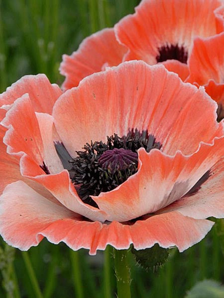 Poppy - Carnival, Oriental - Calgary Plants @ Aspen Crossing