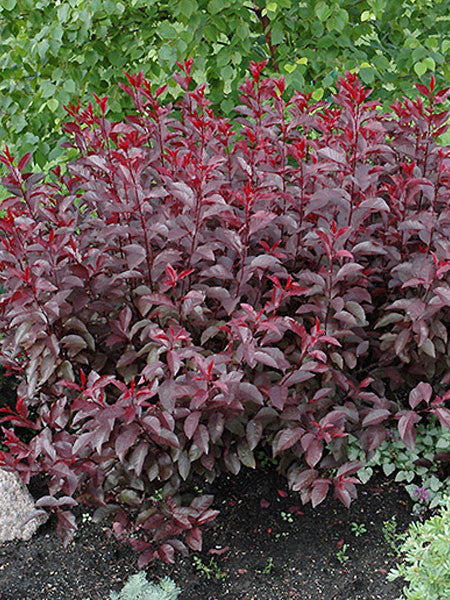 Prunus - Purple Leaf Sandcherry – Calgary Plants Online ...