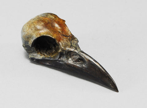 Crow Skull | Dan Chen - Nature and Wildlife Artist