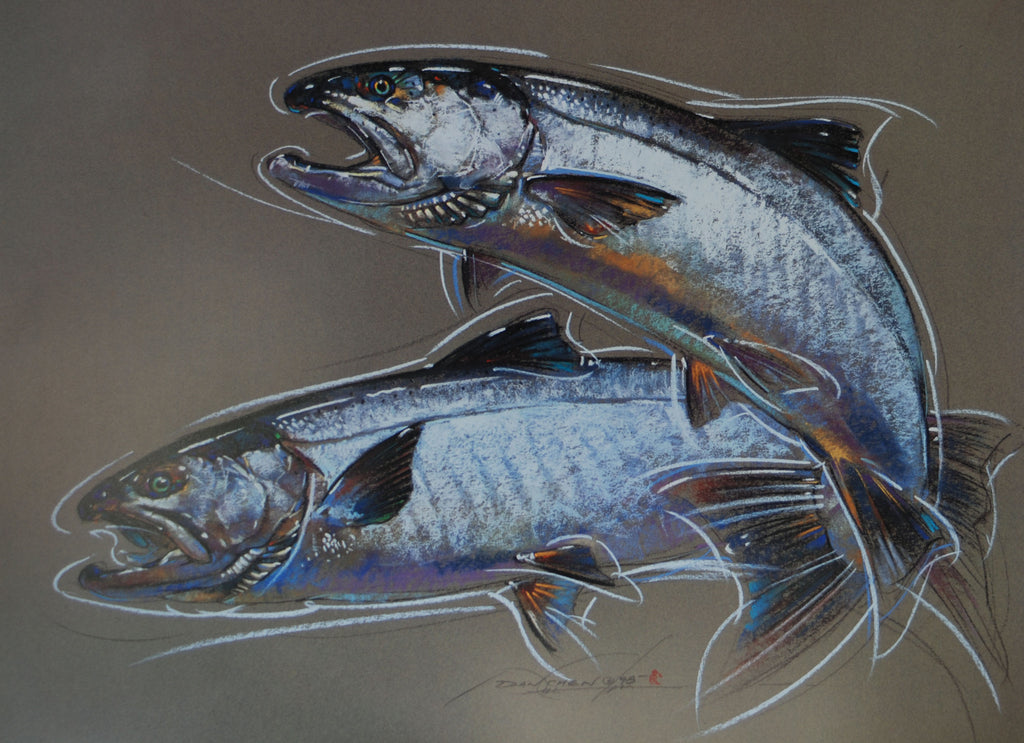 Coho Silver Salmon Print of Pastel Drawing Dan Chen Nature and