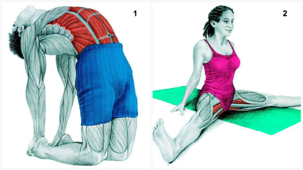 34 PICTURES THAT SHOW YOU EXACTLY WHAT MUSCLES YOU'RE STRETCHING – Box  Basics