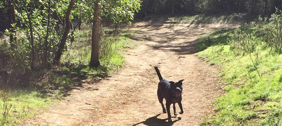 Elysian Park, LA