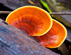 Reishi