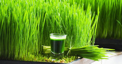 Wheatgrass