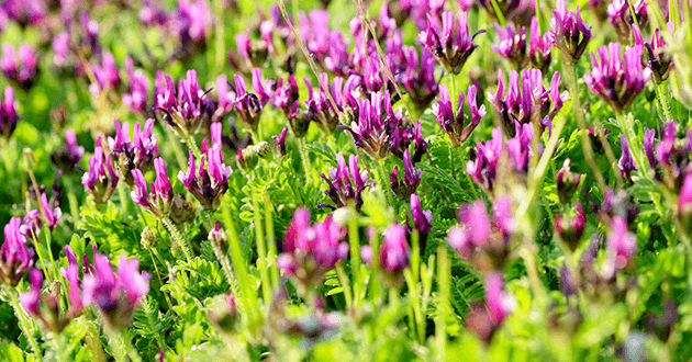 Astragalus comes from a flowering plant and has beneficial effects on the immune system.