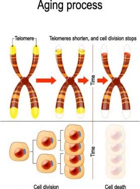 Telomeres, the protective caps at the end of DNA strands called chromosomes, are critical for the life of cells. 