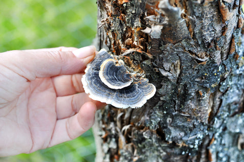 Turkey tail mushroom may increase levels of white blood cells and reduces inflammation.