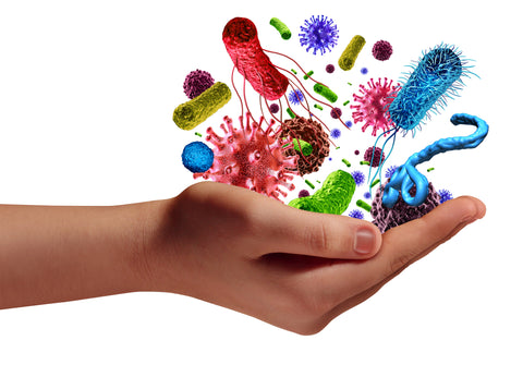 The microbiome and the immune system have a mutualistic relationship that involves many different cells and bacteria.