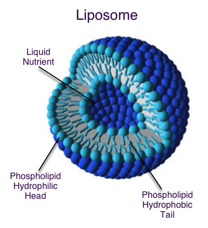liposome structure 