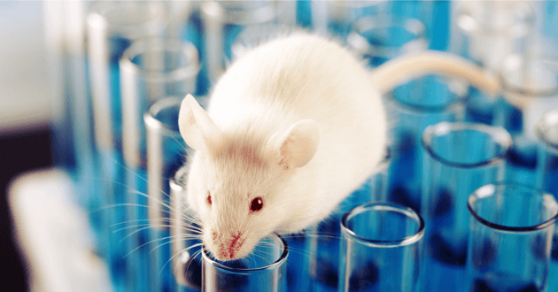 A new study on mice found that NMN supplementation increases fertility and birth outcomes.