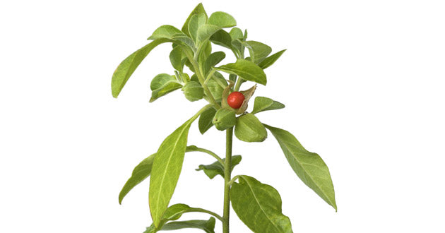 Ashwagandha lowers cortisol, the hormone secreted during times of stress.
