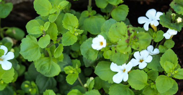 Bacopa monnieri was used for centuries by Vedic scholars to help memorize lengthy scriptures.